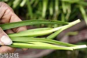 韭菜怎么保存與挑選 韭菜怎么保存與挑選