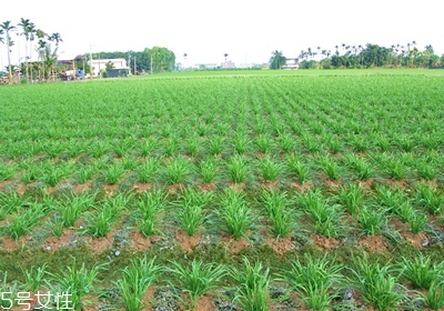 韭菜怎么保存與挑選 韭菜怎么保存與挑選