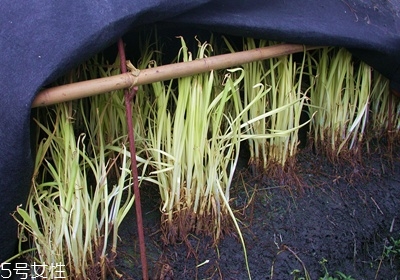 韭菜怎么保存與挑選 韭菜怎么保存與挑選