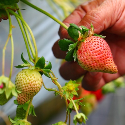 摘草莓怎么選好吃的