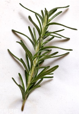 西餐常用香草有哪些 西餐用的香草介紹 西餐常用香草有哪些 西餐用的香草介紹