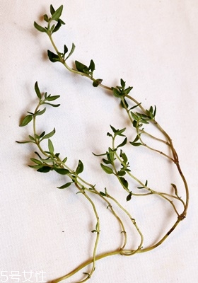 西餐常用香草有哪些 西餐用的香草介紹 西餐常用香草有哪些 西餐用的香草介紹