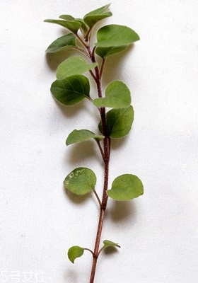西餐常用香草有哪些 西餐用的香草介紹 西餐常用香草有哪些 西餐用的香草介紹