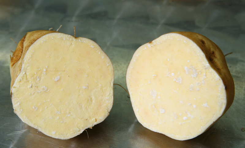 發(fā)芽的紅薯能吃嗎 紅薯發(fā)芽能吃嗎 發(fā)芽的紅薯能吃嗎 紅薯發(fā)芽能吃嗎