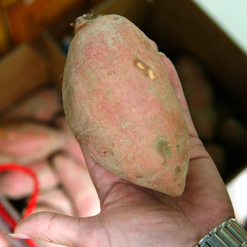 發(fā)芽的紅薯能吃嗎 紅薯發(fā)芽能吃嗎 發(fā)芽的紅薯能吃嗎 紅薯發(fā)芽能吃嗎