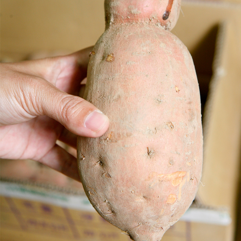 發(fā)芽的紅薯能吃嗎 紅薯發(fā)芽能吃嗎 發(fā)芽的紅薯能吃嗎 紅薯發(fā)芽能吃嗎