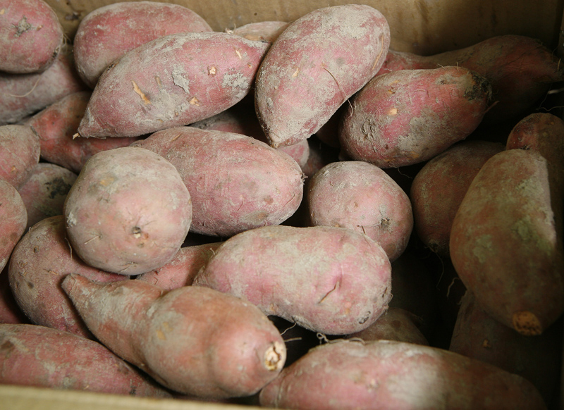 發(fā)芽的紅薯能吃嗎 紅薯發(fā)芽能吃嗎 發(fā)芽的紅薯能吃嗎 紅薯發(fā)芽能吃嗎