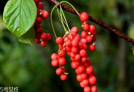 五味子可以和枸杞一起泡水嗎 五味子可以和枸杞一起泡水嗎
