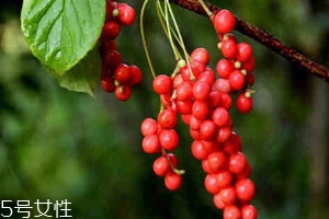 五味子不能和什么一起吃 相克食物 五味子不能和什么一起吃 相克食物