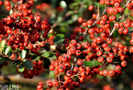 五味子可以直接吃嗎 吃法介紹 五味子可以直接吃嗎 吃法介紹