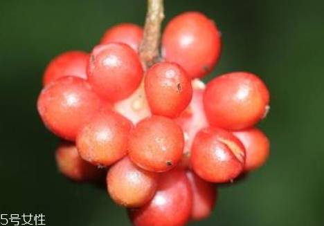 五味子可以泡水喝嗎 泡水方法 五味子可以泡水喝嗎 泡水方法