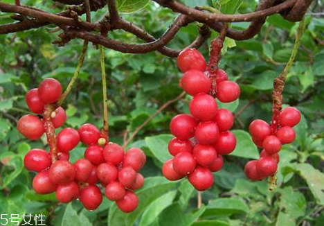 五味子可以泡水喝嗎 泡水方法 五味子可以泡水喝嗎 泡水方法