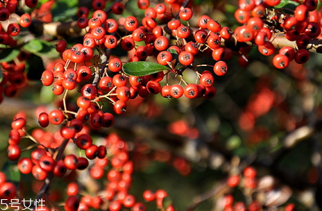 五味子多少錢一斤 60到70元左右一斤 五味子多少錢一斤 60到70元左右一斤