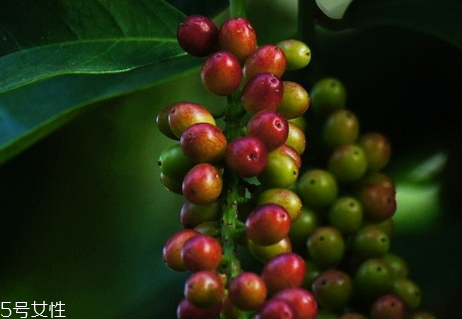 五味子多少錢一斤 60到70元左右一斤 五味子多少錢一斤 60到70元左右一斤