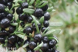 黑枸杞會過期嗎？這類都有保質(zhì)期