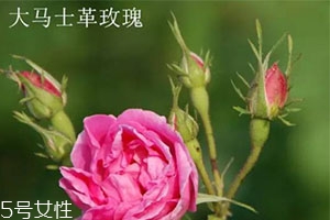 大馬士革玫瑰和平陰玫瑰哪個好？