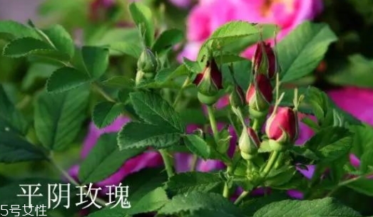 大馬士革玫瑰和平陰玫瑰哪個好？