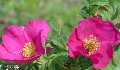 大馬士革玫瑰和平陰玫瑰哪個好？