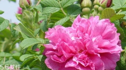 大馬士革玫瑰和平陰玫瑰哪個好？