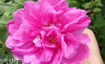 大馬士革玫瑰和平陰玫瑰哪個好？