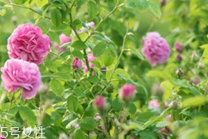 法國florihana是假洋貨 法國florihana是假洋貨