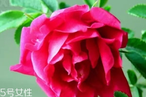 苦水玫瑰多少錢(qián)一斤？