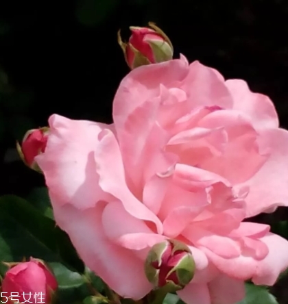 苦水玫瑰和平陰玫瑰哪個(gè)好？