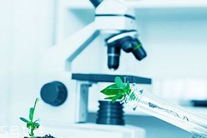 西芹籽能降尿酸嗎？