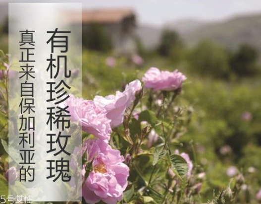 純露怎么用？居然有8種用法