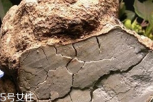 赤茯苓與白茯苓的區(qū)別 功效略有不同 赤茯苓與白茯苓的區(qū)別 功效略有不同