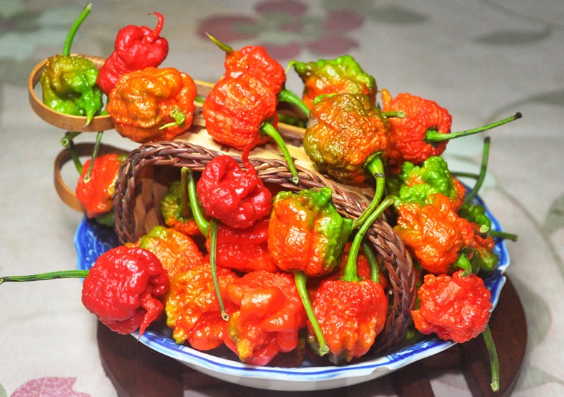 辣椒有幾種品種圖片 辣椒的種類及圖片介紹 辣椒有幾種品種圖片 辣椒的種類及圖片介紹