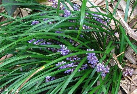 麥冬什么時候種植 3月下旬到4月下旬之間 麥冬什么時候種植 3月下旬到4月下旬之間