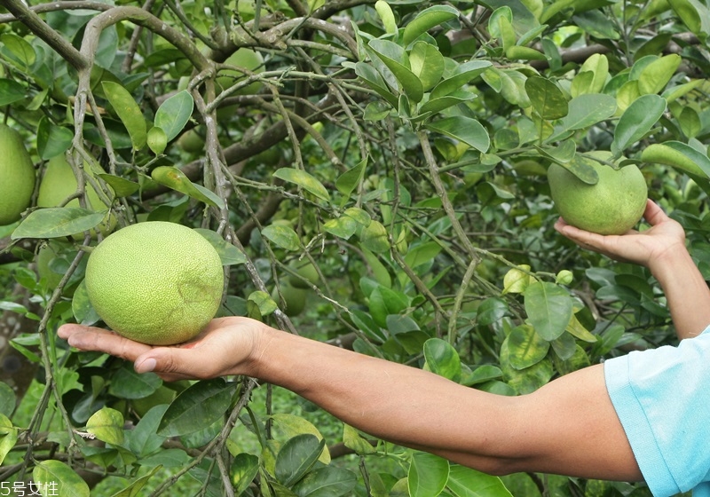 文旦柚怎么挑選 文旦柚選購(gòu)技巧 文旦柚怎么挑選 文旦柚選購(gòu)技巧