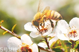 麥盧卡蜂蜜和普通蜂蜜有什么區(qū)別？貴得有理由