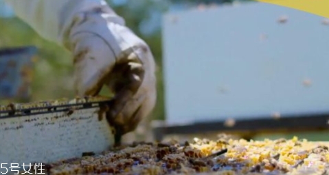 麥盧卡蜂蜜孕婦可以吃嗎？根據(jù)系列進(jìn)行選擇