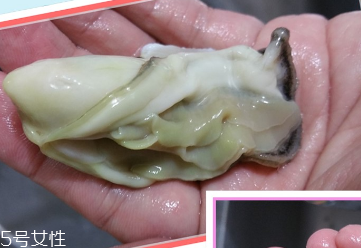 生蠔會有寄生蟲嗎？不生吃就沒關(guān)系