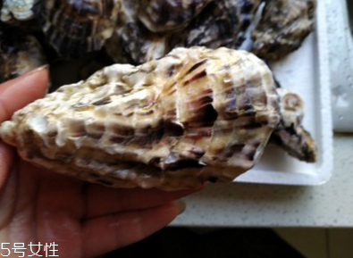 生蠔會(huì)有珍珠嗎？有這個(gè)可能