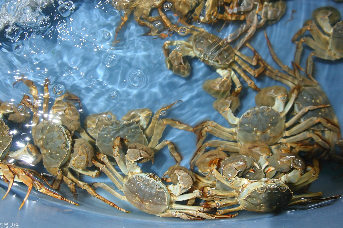 買(mǎi)大閘蟹怎么挑選 大閘蟹的挑選技巧