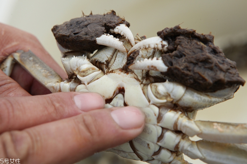 買(mǎi)大閘蟹怎么挑選 大閘蟹的挑選技巧