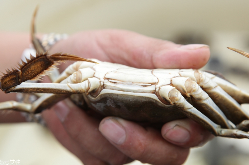 買(mǎi)大閘蟹怎么挑選 大閘蟹的挑選技巧