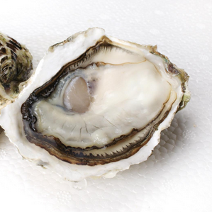 生蠔會死嗎？生蠔是容易死的