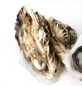 生蠔會死嗎？生蠔是容易死的