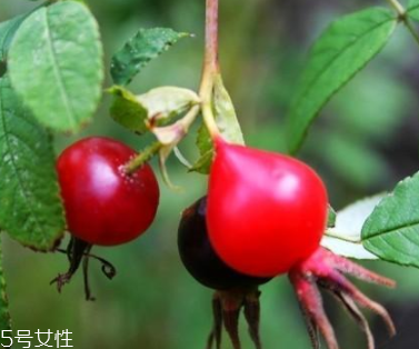 痘痘能用玫瑰果油嗎？愈合之后少量用