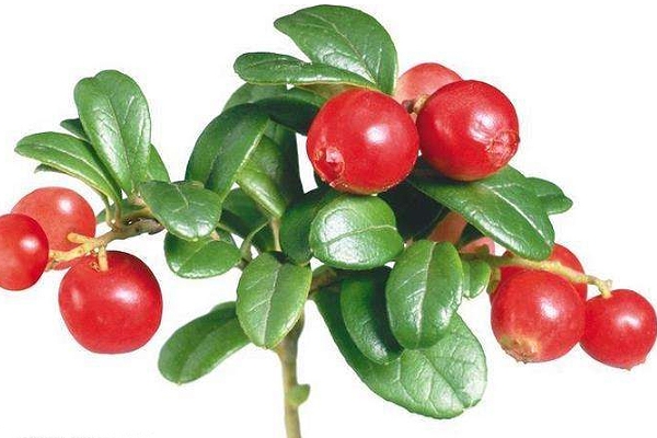 顏色淺的玫瑰果油是假貨嗎？純正玫瑰果油是琥珀色