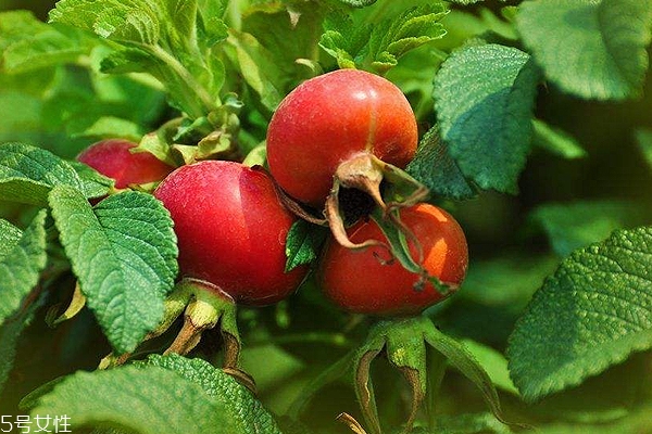 玫瑰果油開蓋之后能保存多久？半年到2年