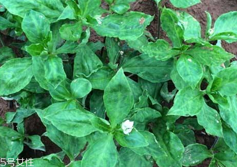 太子參什么時間種植 十月份左右 太子參什么時間種植 十月份左右