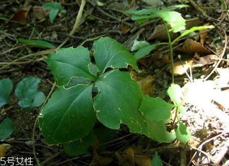 太子參什么時間種植 十月份左右 太子參什么時間種植 十月份左右