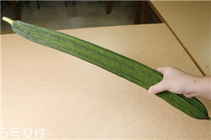 絲瓜怎么挑選 絲瓜的選購(gòu)技巧