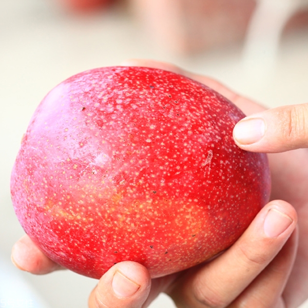 芒果怎么挑選與保存 芒果怎么挑選與保存