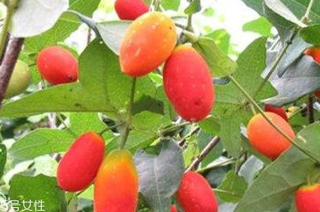 紅香果種植騙局 功效與作用 紅香果種植騙局 功效與作用